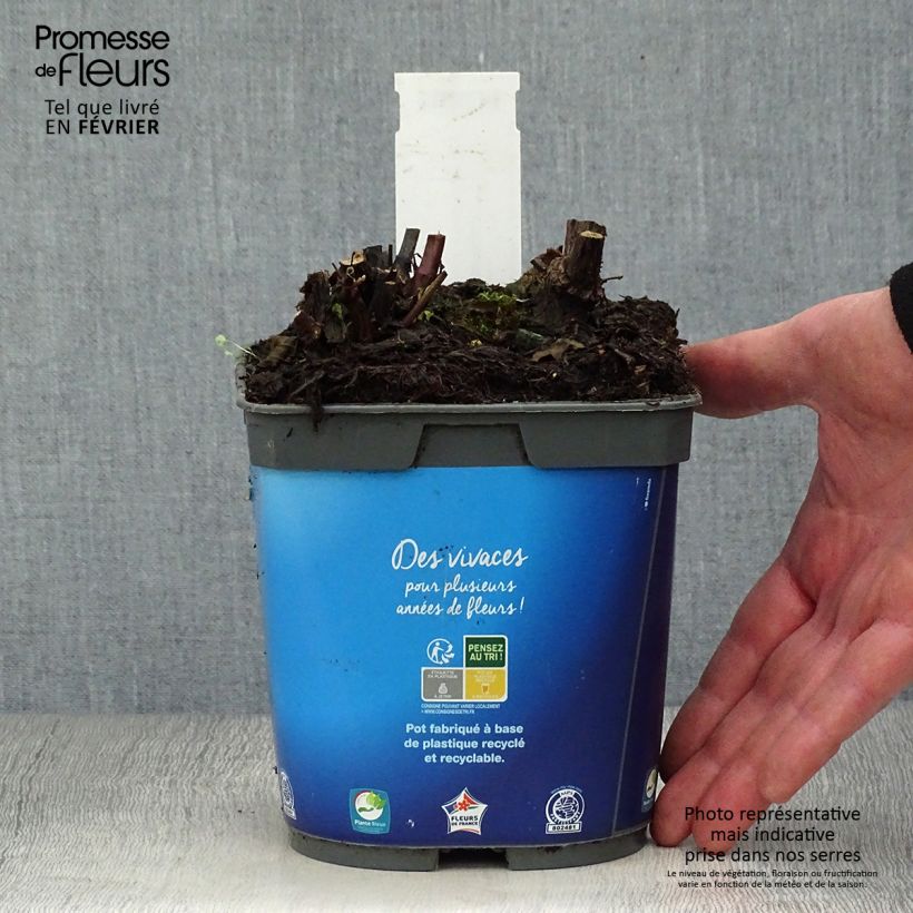 Spécimen de Sauge des marais - Salvia uliginosa Pot de 2L/3L tel que livré en hiver