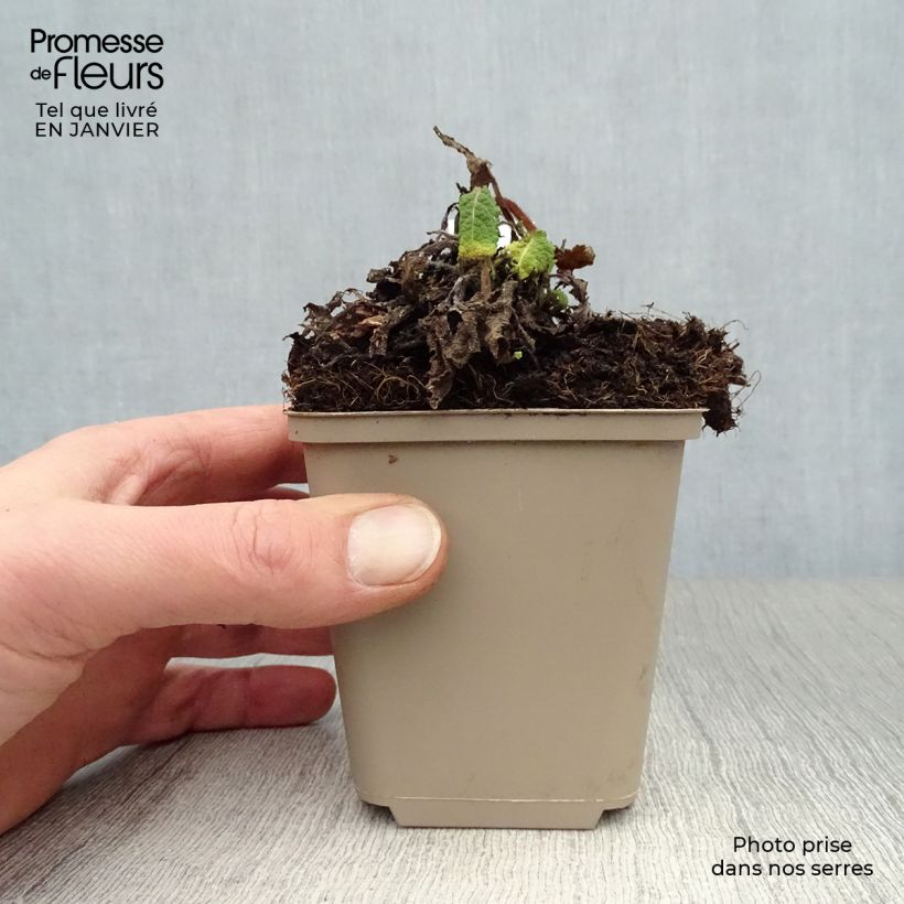 Spécimen de Sauge des prés - Salvia pratensis Pink Delight® Godet de 8/9 cm tel que livré en hiver