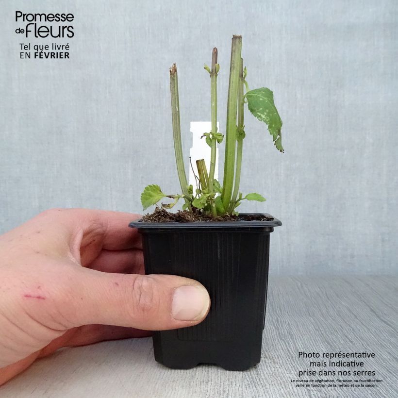 Spécimen de Sauge hybride Amistad violet - Salvia (x) guaranitica Godet de 8/9 cm tel que livré en hiver