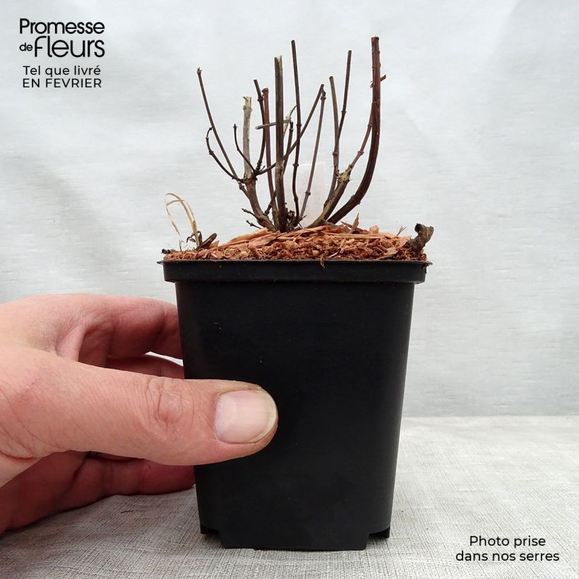 Spécimen de Sauge hybride Ember's Wish Godet de 8/9 cm tel que livré en hiver