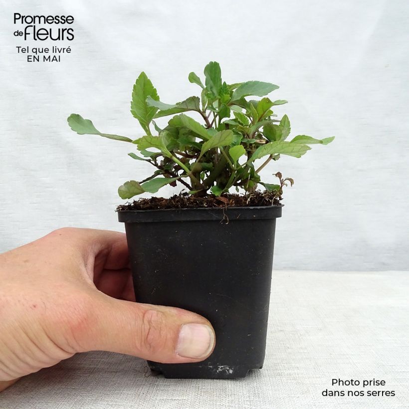 Spécimen de Sauge hybride Ember's Wish Godet de 8/9 cm tel que livré au printemps