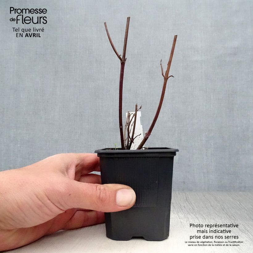 Spécimen de Sauge hybride Love and Wishes  Godet de 8/9 cm tel que livré au printemps