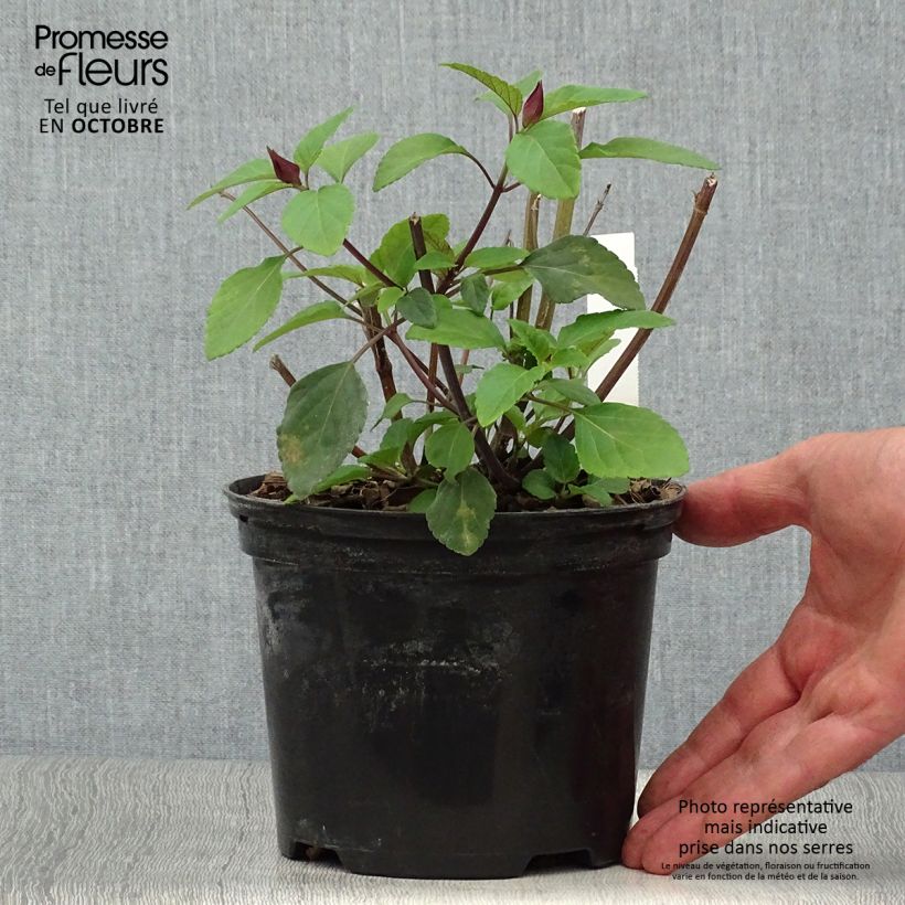 Spécimen de Sauge hybride Love and Wishes  Pot de 2L/3L tel que livré en automne