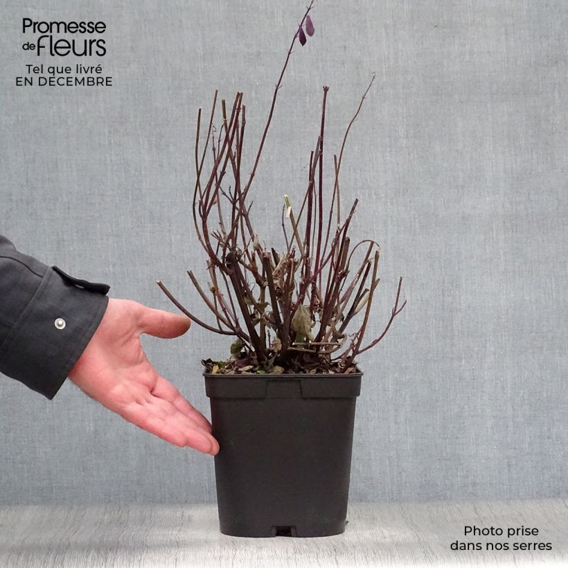 Spécimen de Sauge hybride Love and Wishes  Pot de 2L/3L tel que livré en hiver