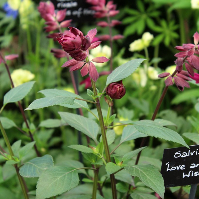 Sauge hybride Love and Wishes  (Floraison)