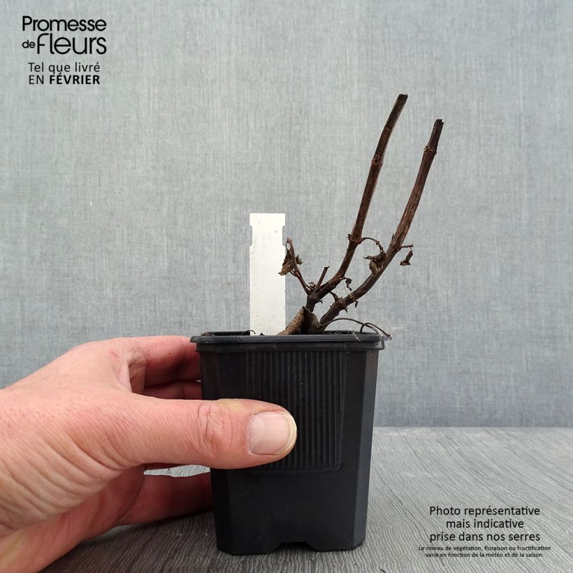 Spécimen de Sauge hybride Wendy's Wish Godet de 8/9 cm tel que livré en hiver