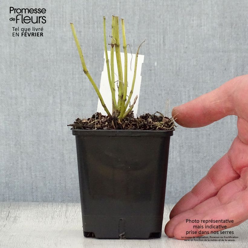 Spécimen de Sauge officinale Albiflora - Salvia officinalis Godet de 8/9 cm tel que livré en hiver