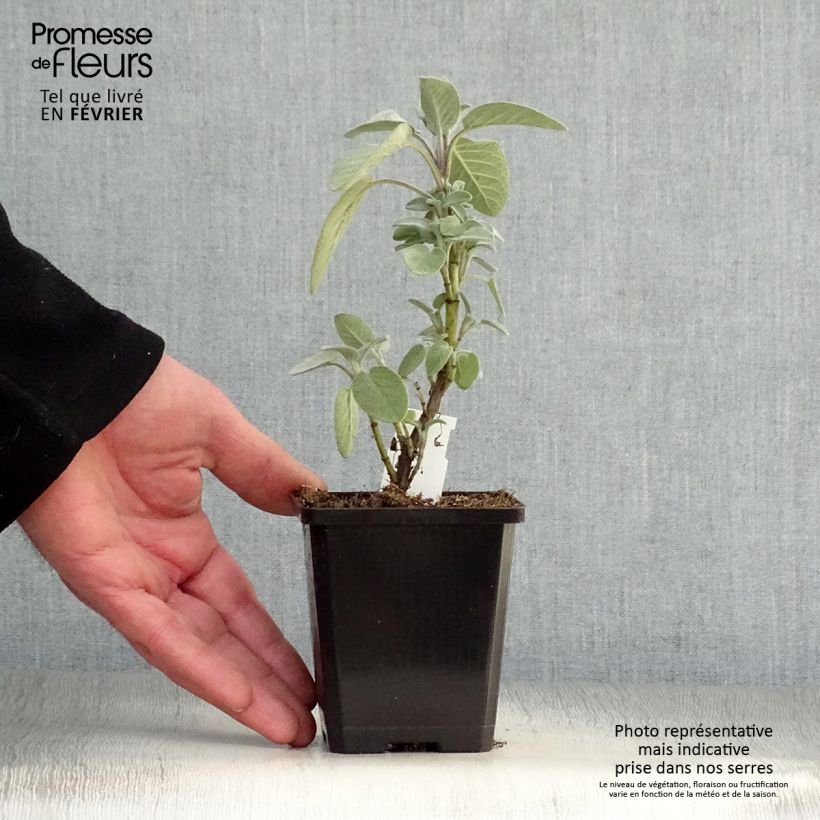 Spécimen de Sauge officinale Berggarten Godet de 8/9 cm tel que livré en hiver