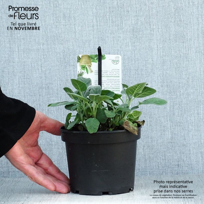 Spécimen de Sauge officinale Berggarten Pot de 1,5L/2L tel que livré en automne