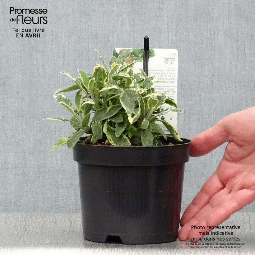 Spécimen de Sauge officinale Berggarten Variegated - Salvia officinalis Pot de 1,5L/2L tel que livré au printemps
