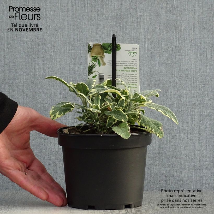 Spécimen de Sauge officinale Berggarten Variegated - Salvia officinalis Pot de 1,5L/2L tel que livré en automne