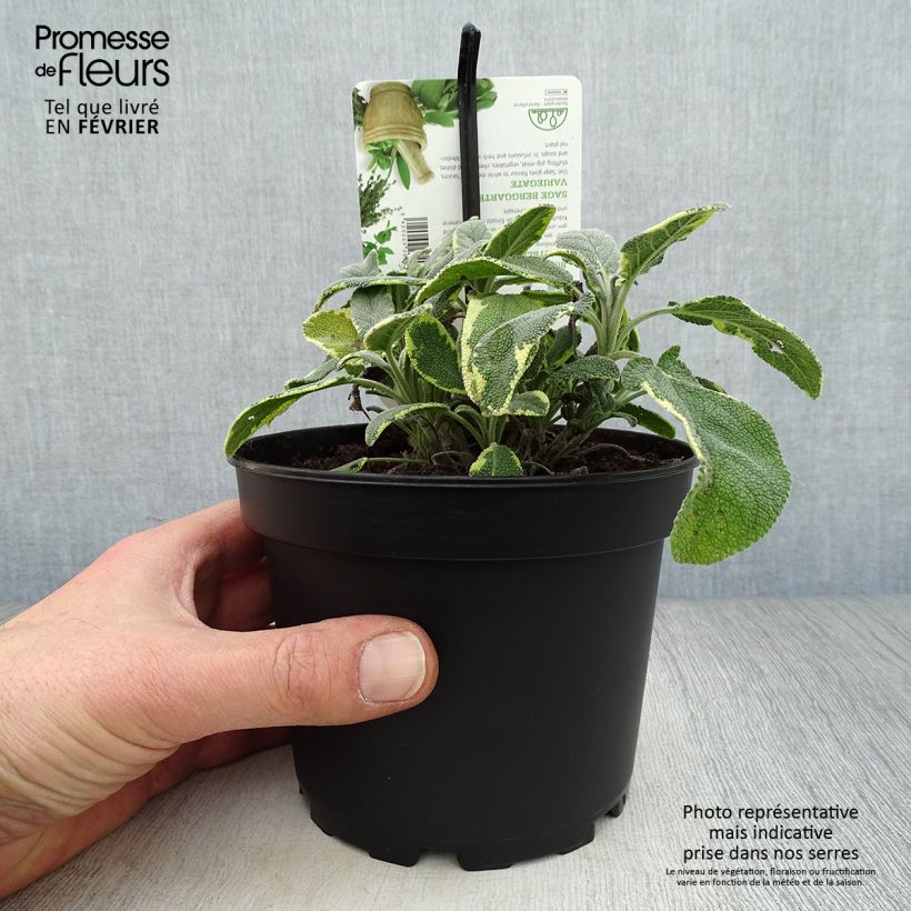Spécimen de Sauge officinale Berggarten Variegated - Salvia officinalis Pot de 1,5L/2L tel que livré en hiver