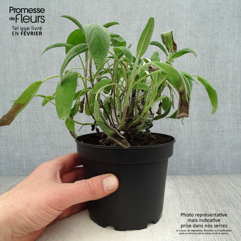 Spécimen de Sauge officinale Elephant Ear - Salvia officinalis Pot de 1,5L/2L tel que livré en hiver