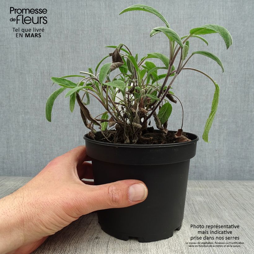 Spécimen de Sauge officinale Elephant Ear - Salvia officinalis Pot de 1,5L/2L tel que livré au printemps