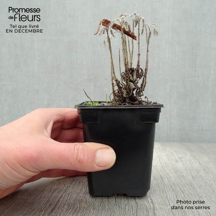 Spécimen de Salvia officinalis Aurea - Sauge officinale Aurea Godet de 7/8 cm tel que livré en hiver