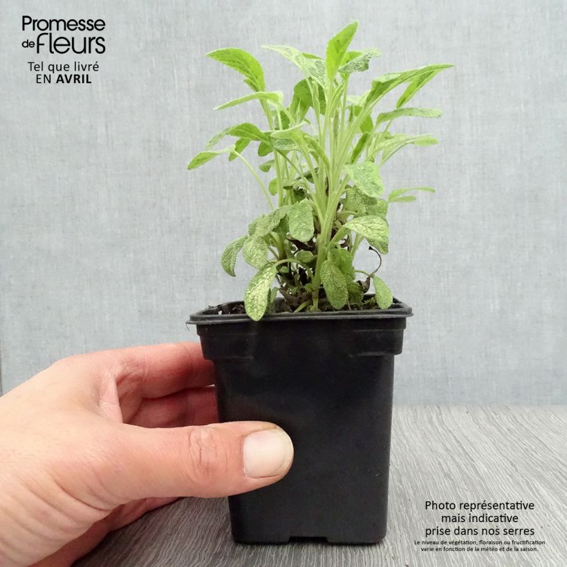 Spécimen de Salvia officinalis Aurea - Sauge officinale Aurea Godet de 7/8 cm tel que livré au printemps