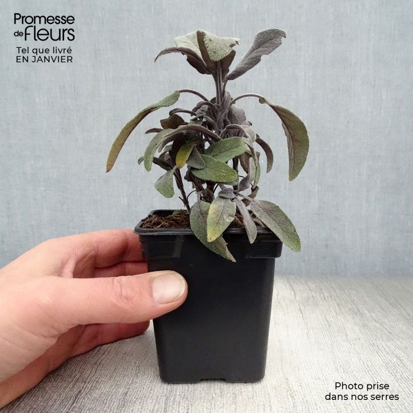 Spécimen de Sauge officinale Purpurascens - Sauge pourpre Godet de 7/8 cm tel que livré en hiver