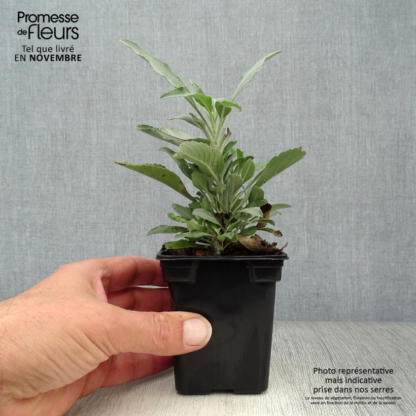 Spécimen de Sauge officinale - Salvia officinalis Godet de 8/9 cm tel que livré en automne