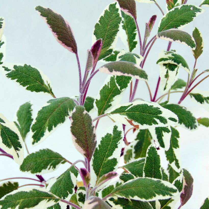 Sauge officinale Tricolor - Salvia officinalis (Feuillage)
