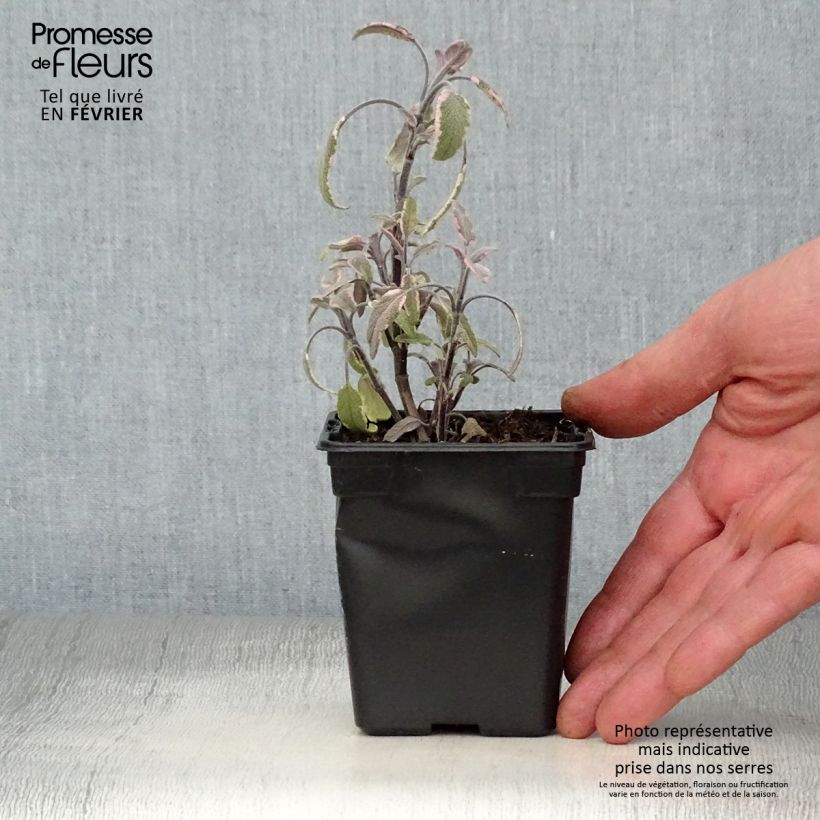 Spécimen de Sauge officinale Tricolor - Salvia officinalis Godet de 7/8 cm tel que livré en hiver