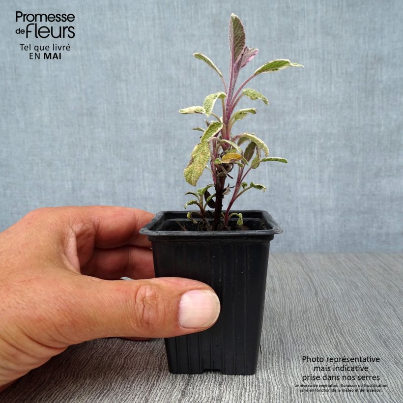Spécimen de Sauge officinale Tricolor - Salvia officinalis Godet de 7/8 cm tel que livré au printemps