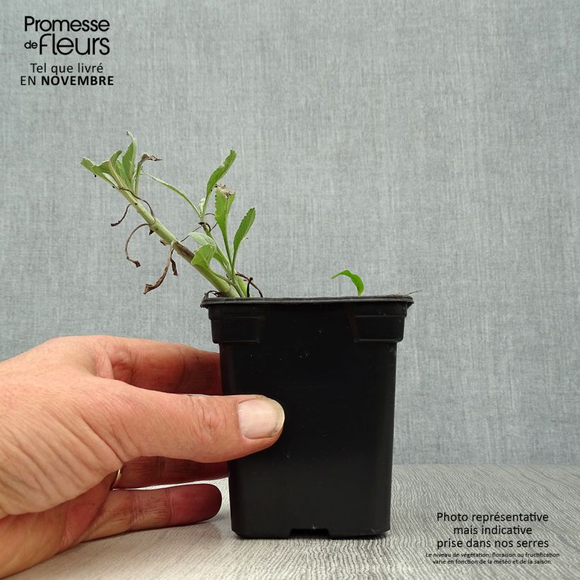 Spécimen de Sauge sacrée blanche - Salvia apiana Godet de 7/8 cm tel que livré en automne
