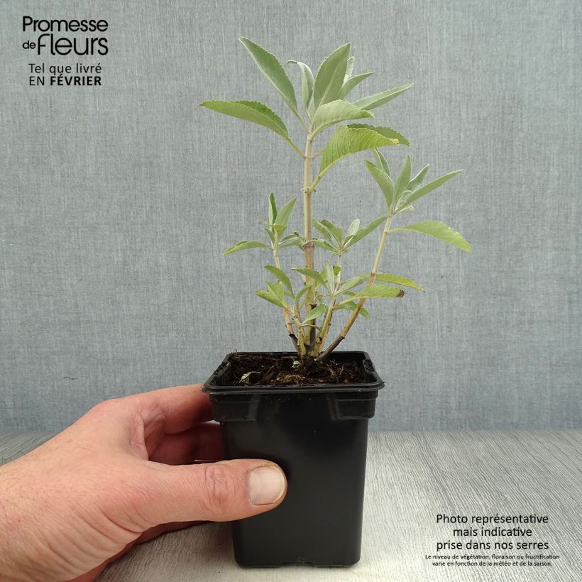 Spécimen de Sauge sacrée blanche - Salvia apiana Godet de 7/8 cm tel que livré en hiver