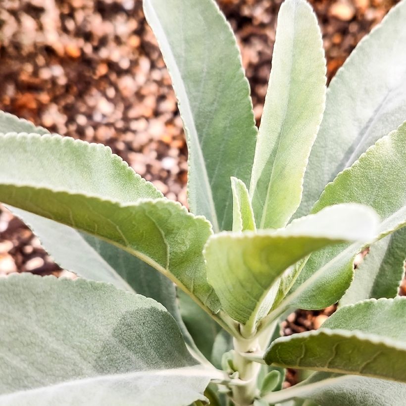 Sauge sacrée blanche - Salvia apiana (Feuillage)