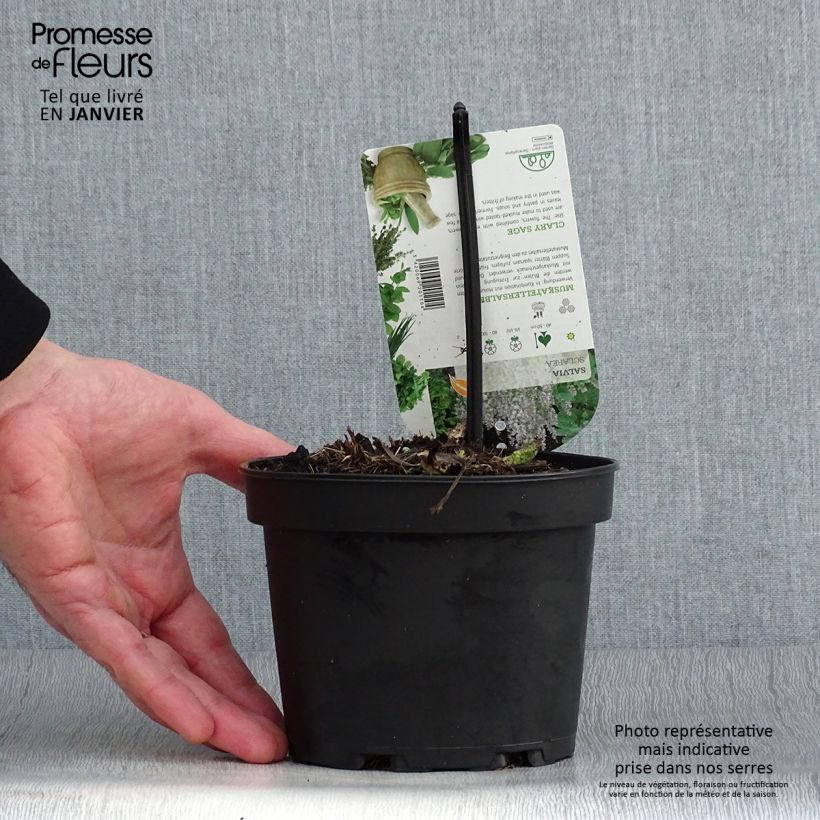 Spécimen de Sauge sclarée - Salvia sclarea Godet de 8/9 cm tel que livré en hiver