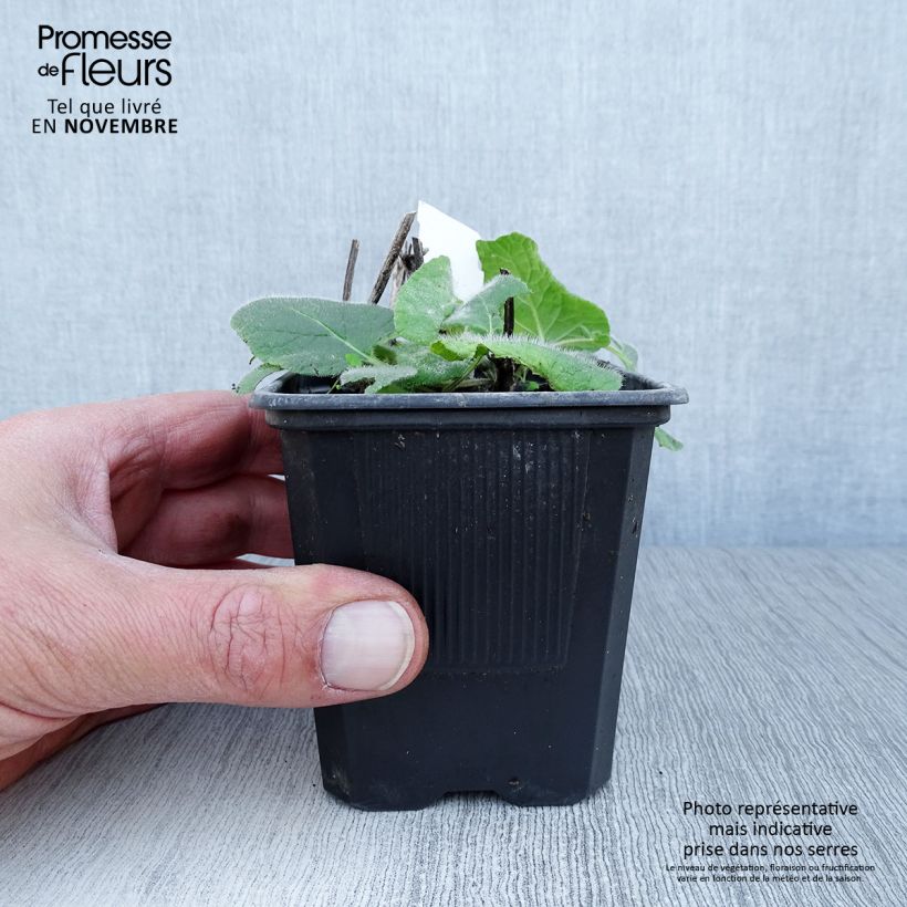 Spécimen de Sauge verticillée - Salvia verticillata Endless Love Godet de 8/9 cm tel que livré en automne