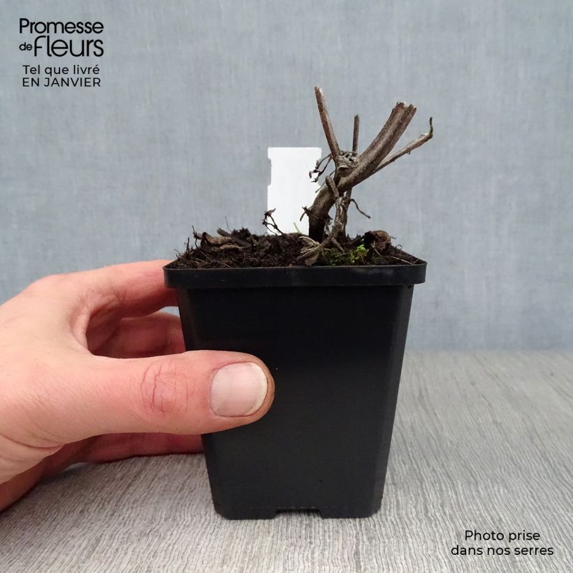 Spécimen de Sauge verticillée - Salvia verticillata Purple Rain Godet de 8/9 cm tel que livré en hiver