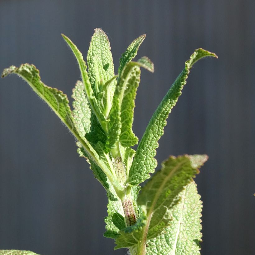 Sauge - Salvia nemorosa Caradonna (Feuillage)