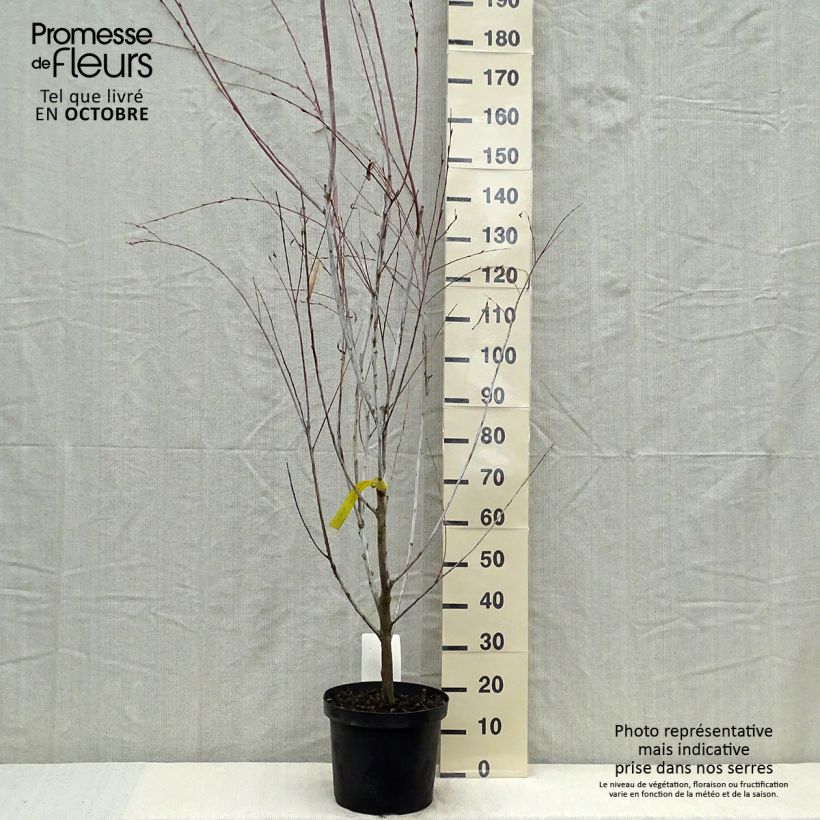 Spécimen de Saule - Salix acutifolia Blue Streak Pot de 7,5L/10L tel que livré en automne