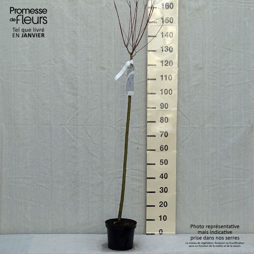 Spécimen de Saule crevette - Salix integra Hakuro Nishiki Pot de 4L/5L, Tige de 80 cm tel que livré en hiver