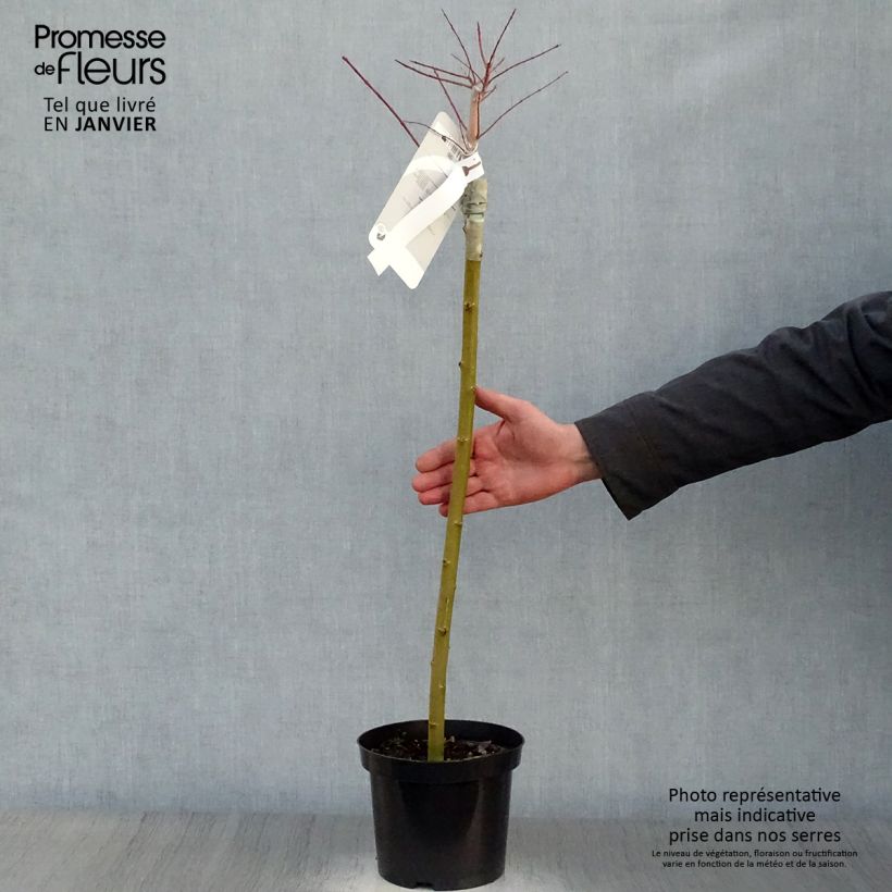 Spécimen de Saule crevette - Salix integra Hakuro Nishiki Pot de 2L/3L, Tige de 60 cm tel que livré en hiver