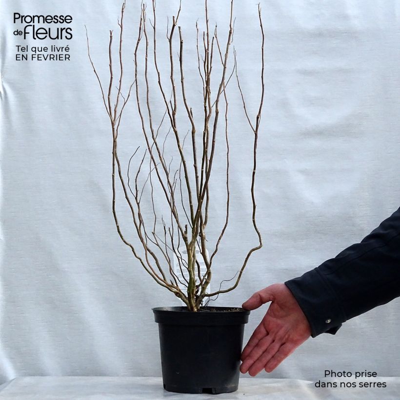 Spécimen de Saule de Pékin tortueux - Salix matsudana (babylonica) Tortuosa Pot de 2L/3L tel que livré en hiver