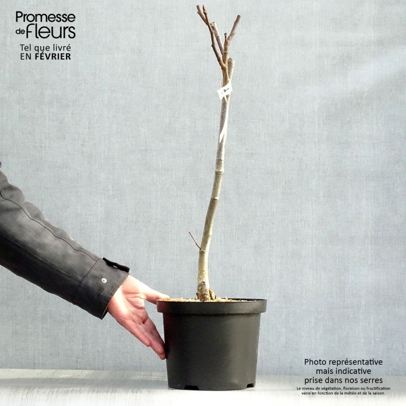 Spécimen de Saule magnifique - Salix magnifica Pot de 4L/5L tel que livré en hiver