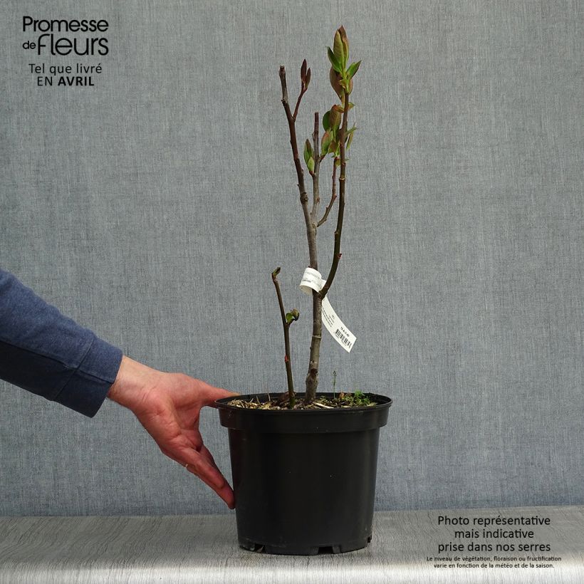 Spécimen de Saule magnifique - Salix magnifica Pot de 4L/5L tel que livré au printemps