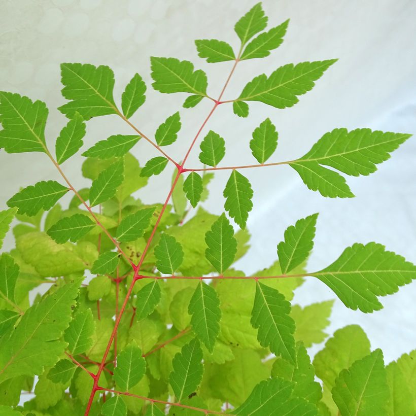 Savonnier orange - Koelreuteria paniculata Coral Sun (Feuillage)