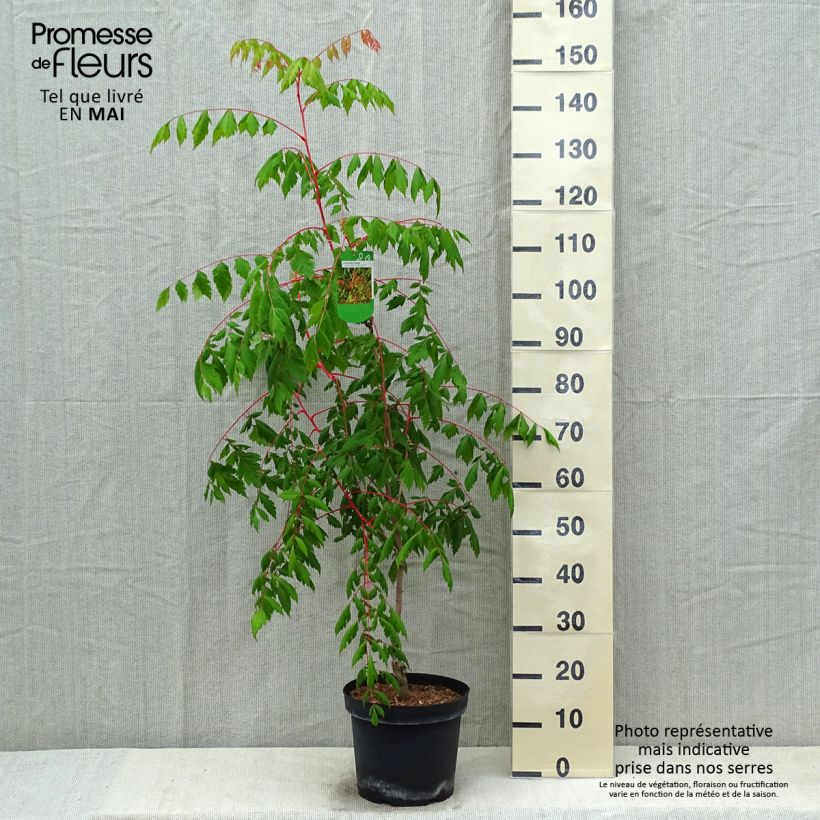 Spécimen de Savonnier orange - Koelreuteria paniculata Coral Sun Pot de 7,5L/10L tel que livré au printemps