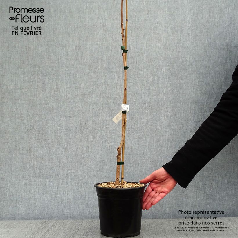 Spécimen de Savonnier orange - Koelreuteria paniculata Coral Sun Pot de 3L/4L tel que livré en hiver