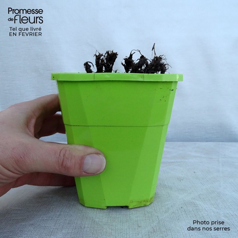 Spécimen de Saxifraga OPERA Orpheus - Saxifrage Pot de 1L/1,5L tel que livré en hiver