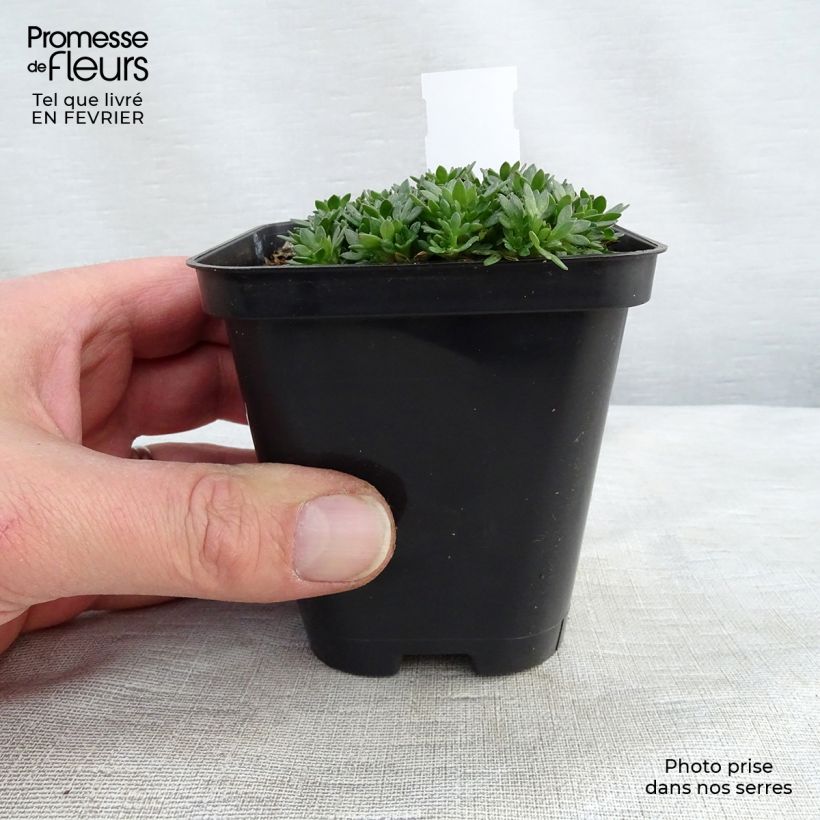 Spécimen de Saxifraga arendsii Peter Pan - Saxifrage mousse Godet de 8/9 cm tel que livré en hiver