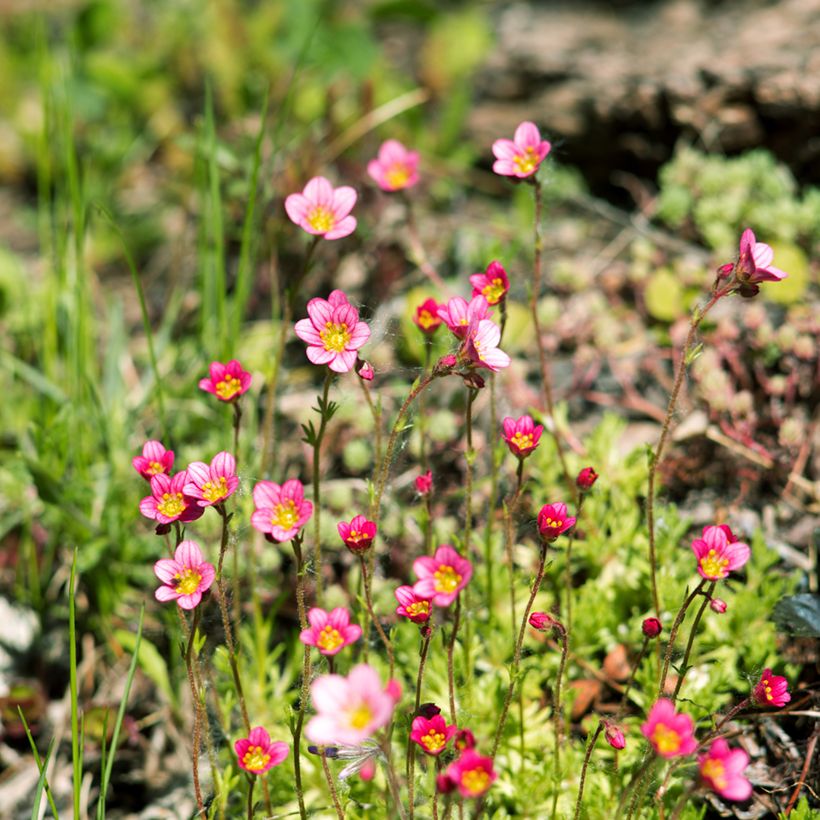 Saxifraga arendsii Peter Pan - Saxifrage mousse (Port)