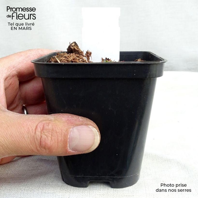 Spécimen de Saxifraga arendsii Purpurteppich - Saxifrage mousse Godet de 8/9 cm tel que livré en hiver