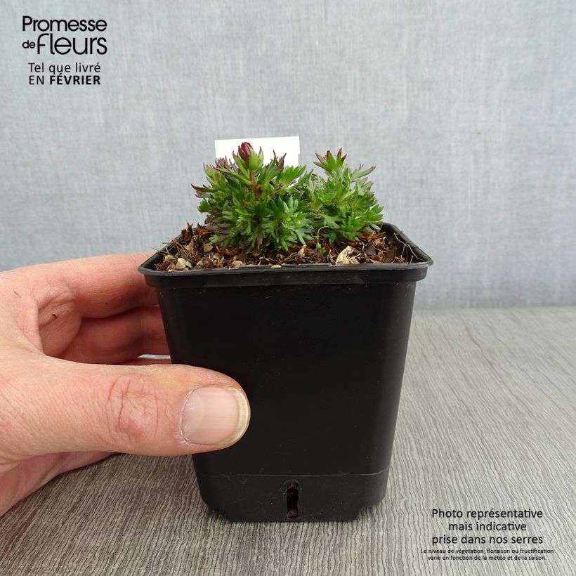Spécimen de Saxifraga arendsii Ware's Crimson - Saxifrage mousse Godet de 8/9 cm tel que livré en hiver