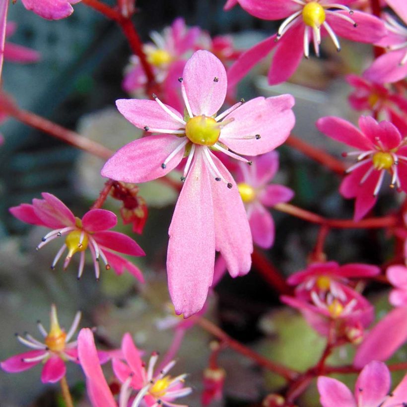 Saxifraga cortusifolia Black Ruby - Saxifrage à feuilles noires (Floraison)