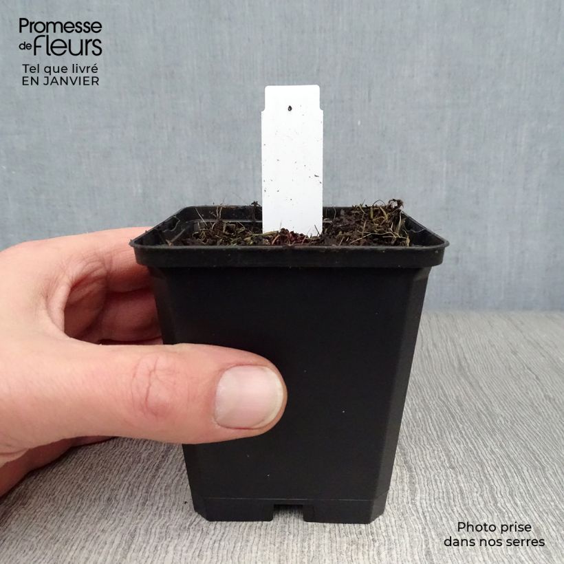Spécimen de Saxifraga cortusifolia Black Ruby - Saxifrage à feuilles noires Godet de 8/9 cm tel que livré en hiver