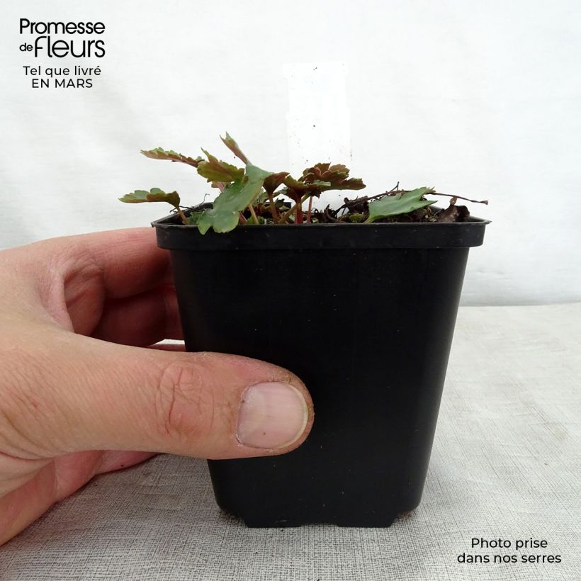 Spécimen de Saxifraga cortusifolia Shiranami - Saxifrage Godet de 8/9 cm tel que livré au printemps