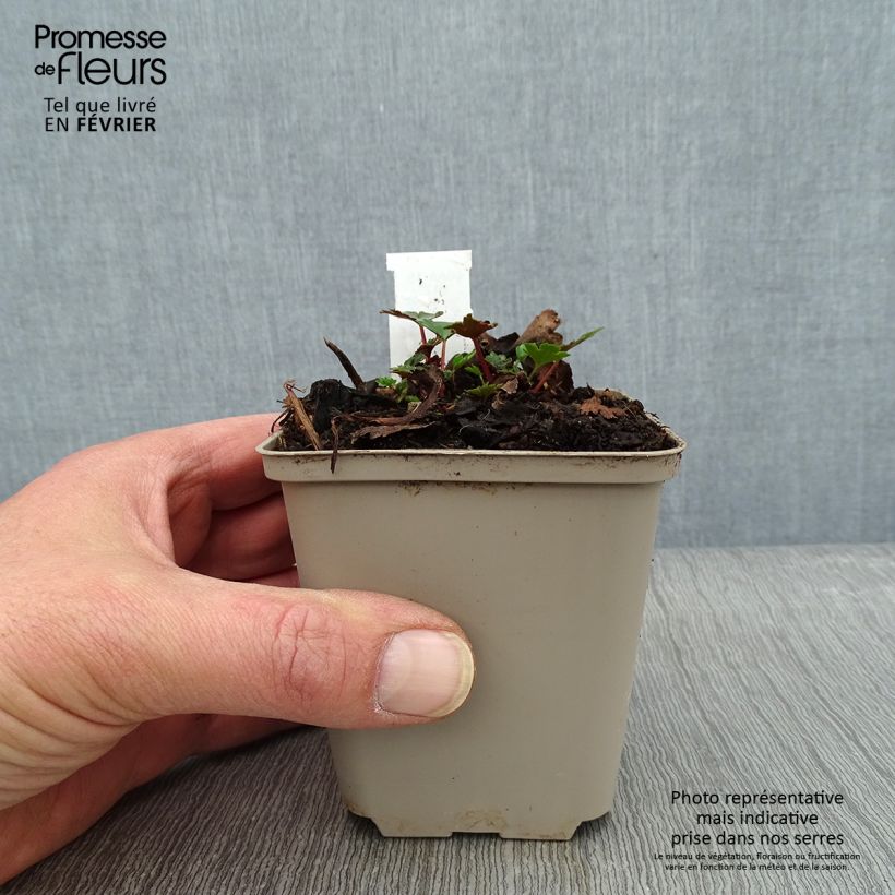 Spécimen de Saxifraga cortusifolia Shiranami - Saxifrage Godet de 8/9 cm tel que livré en hiver